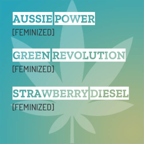 DOWN UNDER MIXPACK [FEMINIZED]